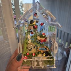 Pre Decroated Jumping Spider Enclosure 