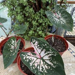 Caladium Live Plant 6” Pot Light Pink Dark Green Heart Shaped Houseplant 