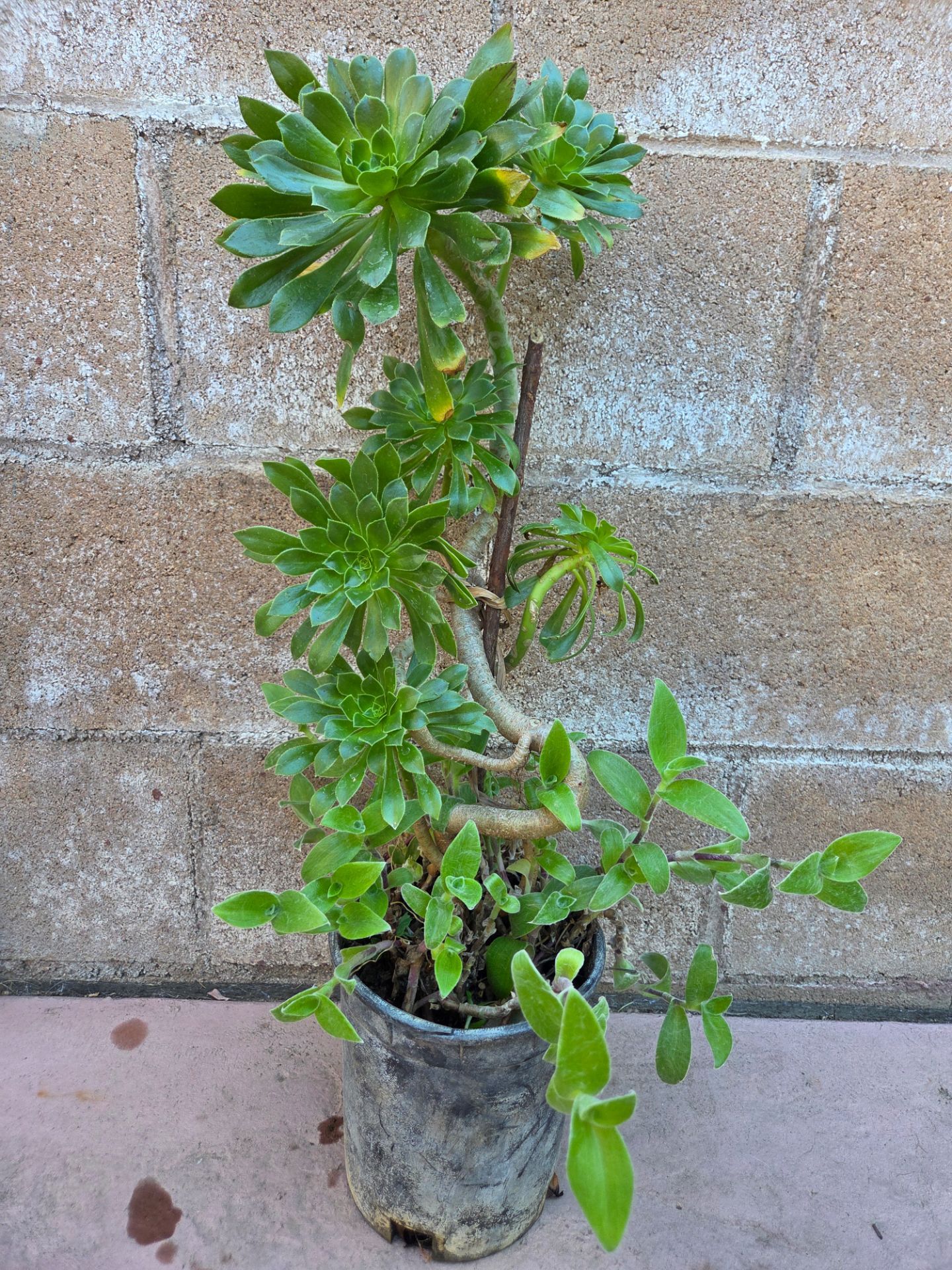Suculent Plant