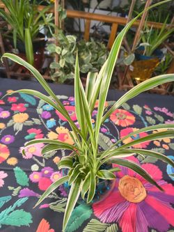 Spider plant