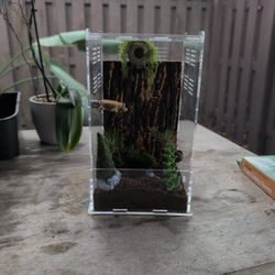 Jumping Spider Enclosure