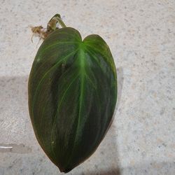 Philodendron Micans Cuttings