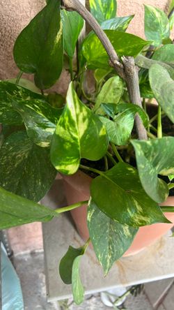 Pothos 