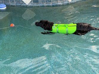 Dog life jacket
