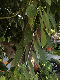 Aguacates 🥑 árboles 🌳