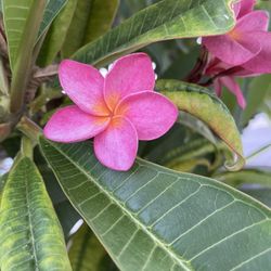 Plumeria Cuttings 12-18”