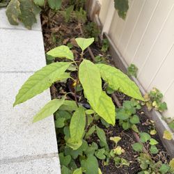Avocado plant