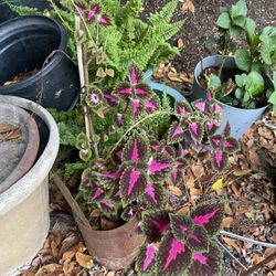 Coleus  Plant 