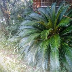 Sago Palm