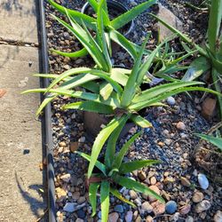 Aloe Or Savila Plant 🪴 