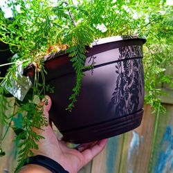 Rabbit Foot Fern Hanging Basket 