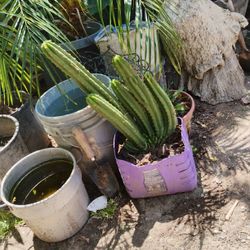 Cactus 25