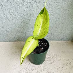 Dieffenbachia Camouflage Plant 