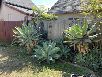 Agaves For Sale $1!!!