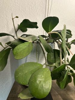 Variety of medium size plants for sale