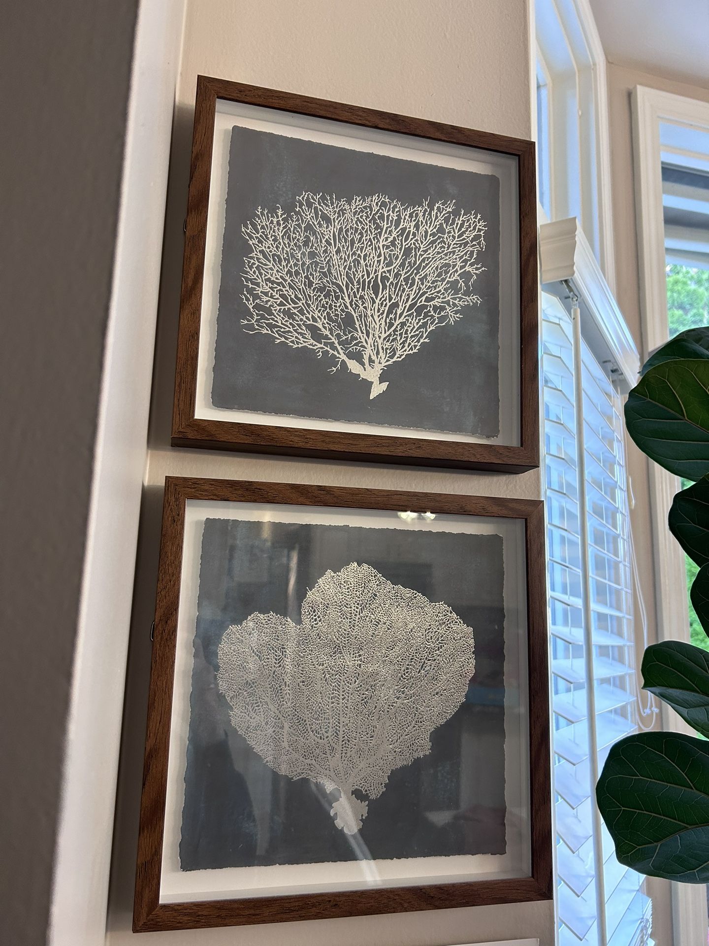 Set Of 4 Framed Sea Coral Art