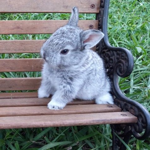 Chinchilla Fur Large Breed