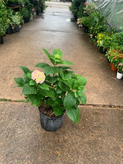 Pink Hydrangea shrub