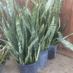 Snake Plants