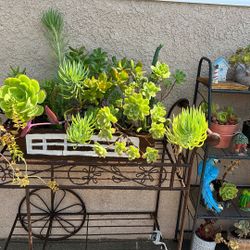 Bonita’s Plantas Suculentas  En Masetero De Madera 