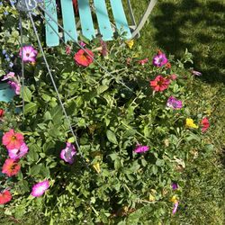 $29 Each Beautiful Huge Basket Of Flowers 💐 
