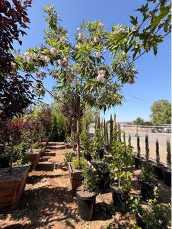 Chitalpa Trees 24 gallons