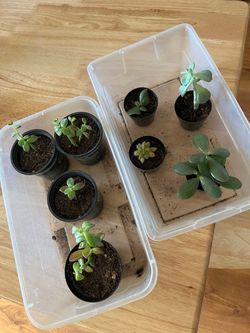 Plant set $5