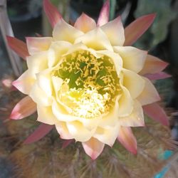 Cactus plant.