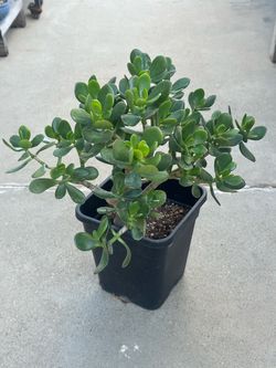 Succulents plants 🪴