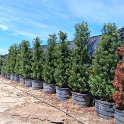 45 Gallons Clusias  9+ Feet Tall