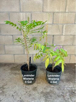 Two Wisteria “Lavender Lace Flowers Plant $35 Each
