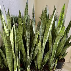 ♥️BEST PLANT ON PLANET♥️Snake Plants In 7” pot