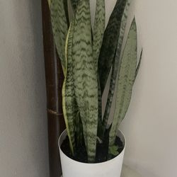 Snake/ Sansevieria Natural Plant