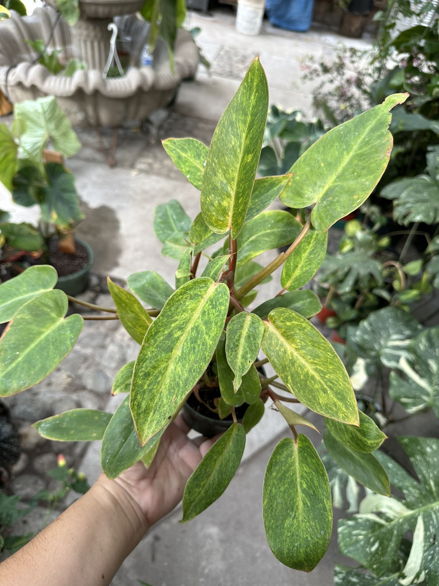 4” Philodendron Painted Lady 