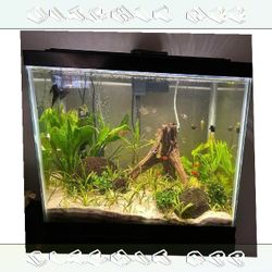 Ready-Made Aquarium Kit - Explore Underwater Beauty far why