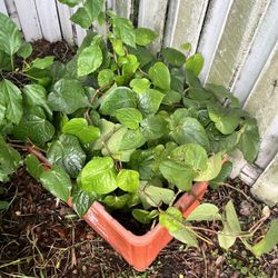 Paan Leaves / Betel Leaves