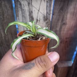 Spider Plant (Chlorophytum comosum) Starter