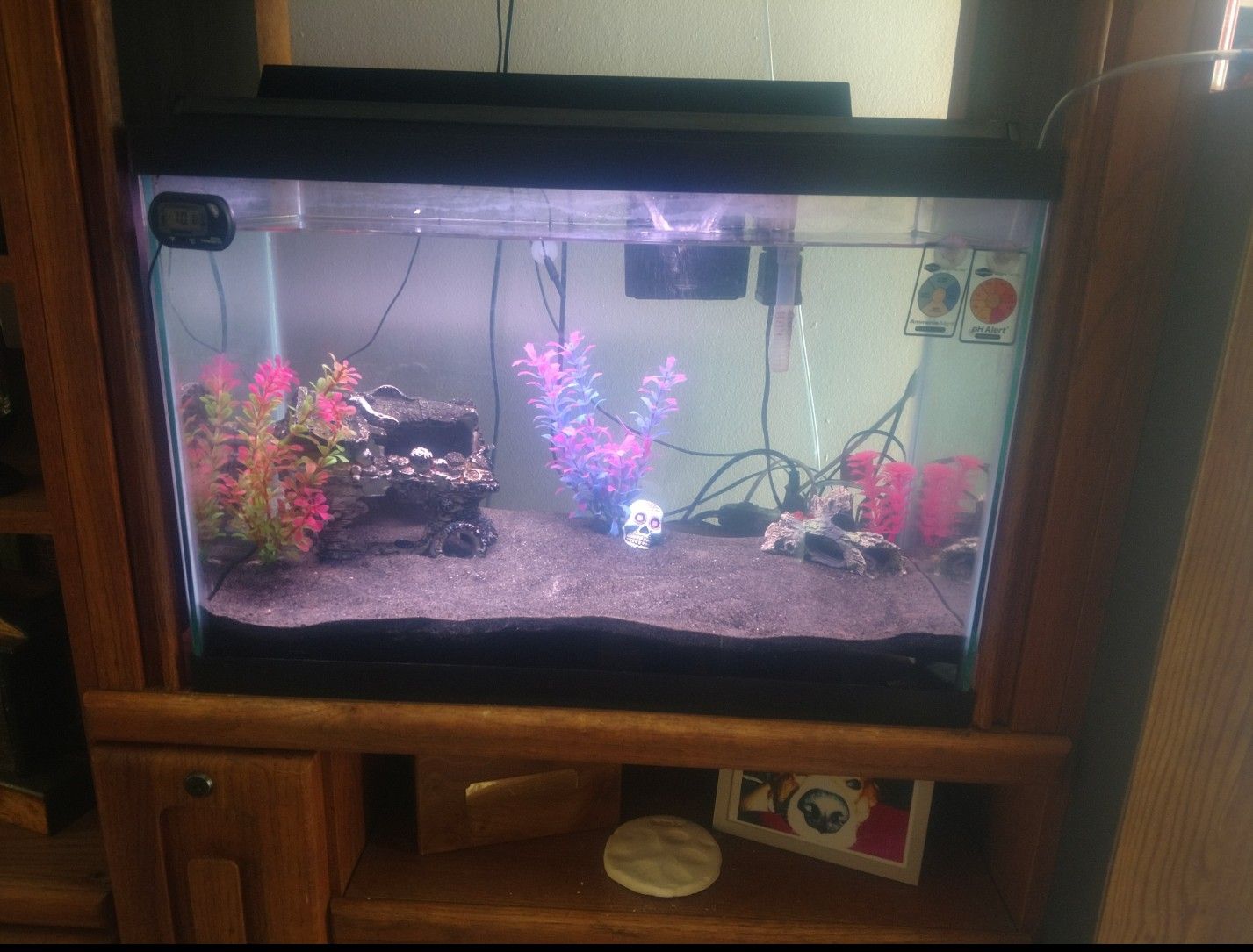 20 gallon fish tank