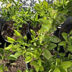 Calamansi, Calamondin , 15 “ Tall ,5 Gallons Pot ,Tắc Tròn Chua Vietnam, $75