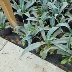 Agave Azul 3gallon 