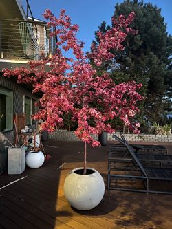 Plant/Tree Sale