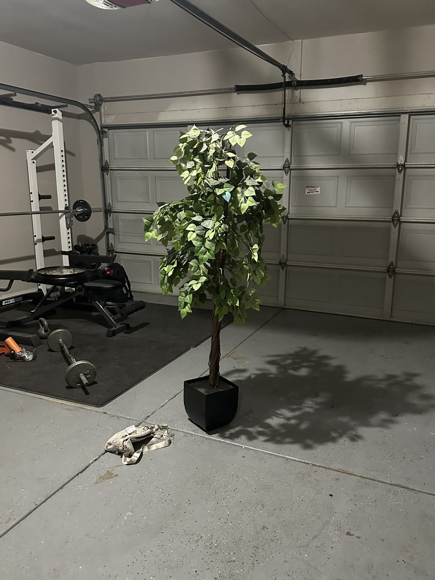 Plant