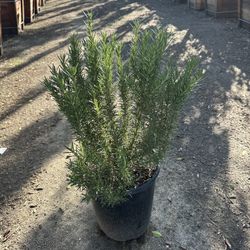 Rosemary