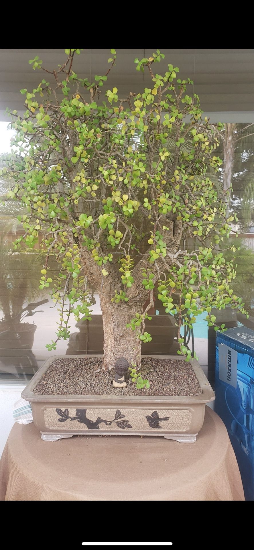 100+ year old jade plant