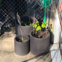 Plant holders
