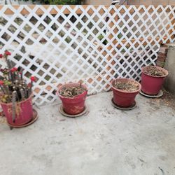 Free POTS AND plants 
