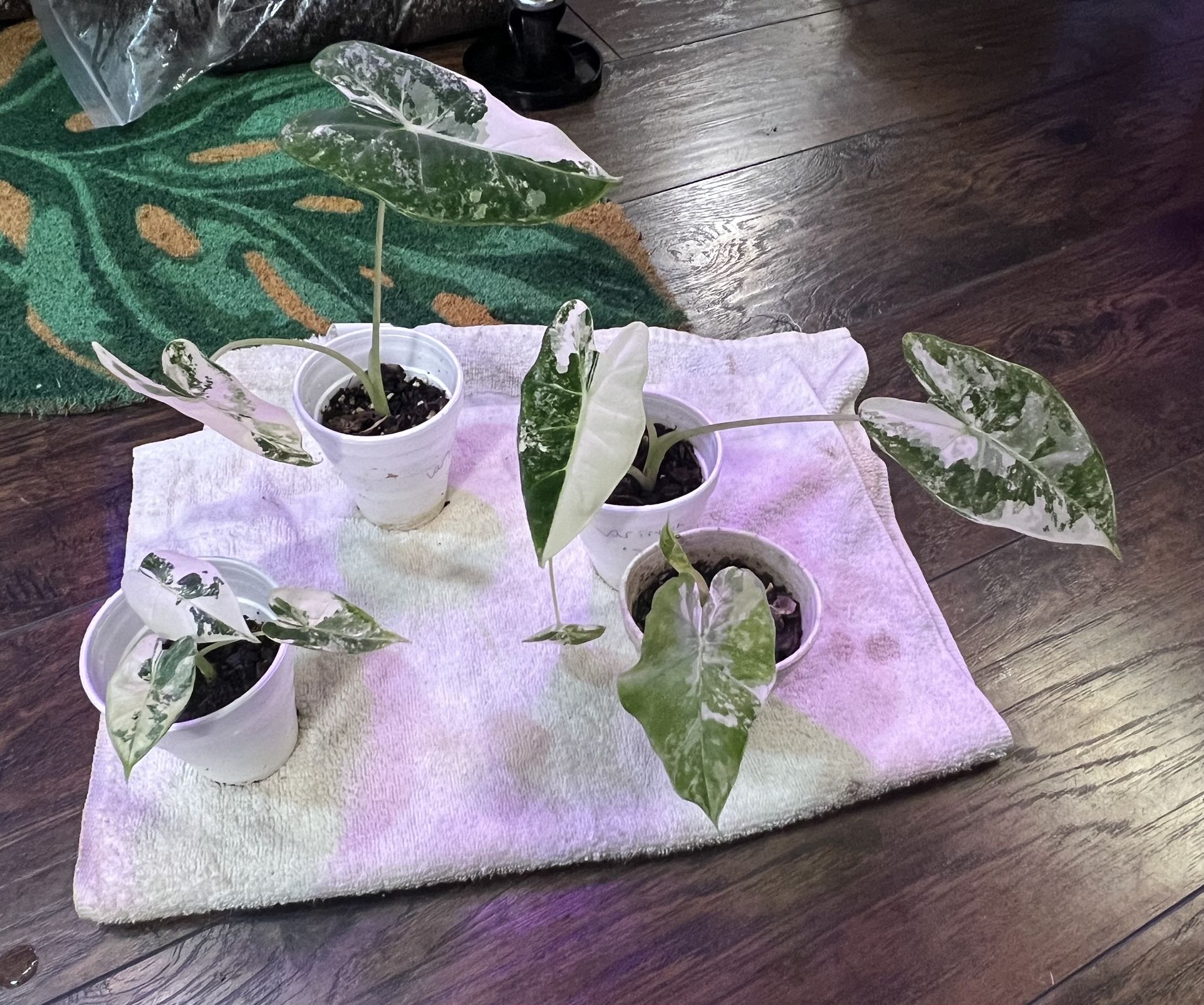 Variegated Alocasia Frydek Plants (read Description Below)