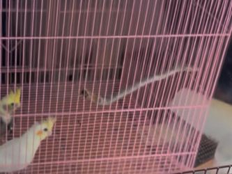 Bird Cage
