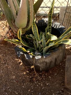 Snake plant