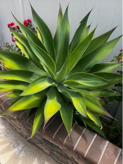 Cactus plant